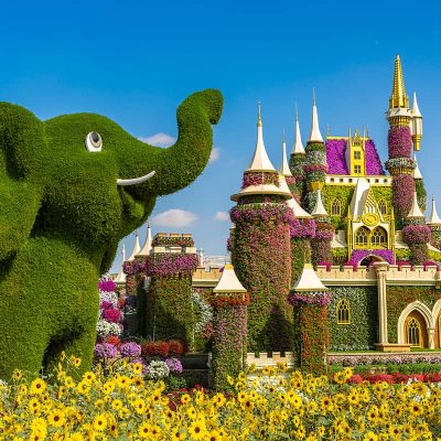 Dubai-miracle-garden-in-a-sunny-day-United-Arab-Emirates